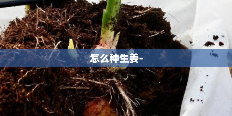 怎么种生姜-