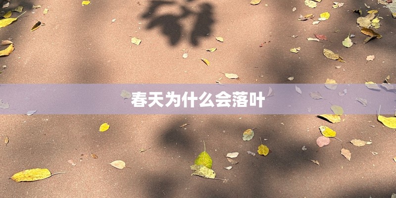 春天为什么会落叶