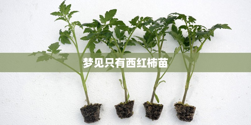 梦见只有西红柿苗