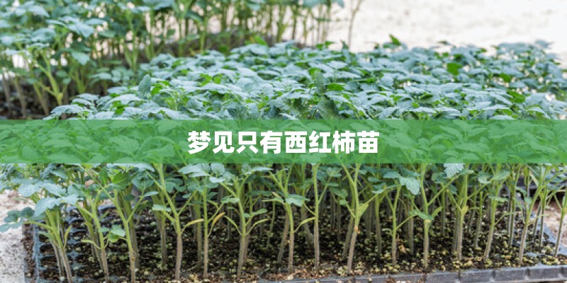 梦见只有西红柿苗
