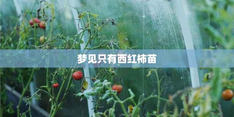梦见只有西红柿苗