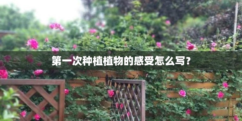 第一次种植植物的感受怎么写？