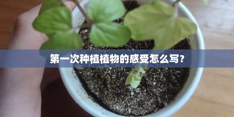 第一次种植植物的感受怎么写？