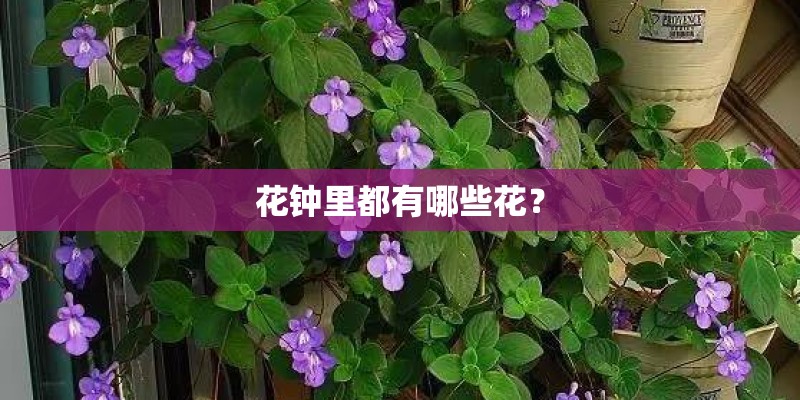 花钟里都有哪些花？