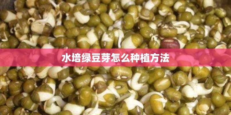 水培绿豆芽怎么种植方法