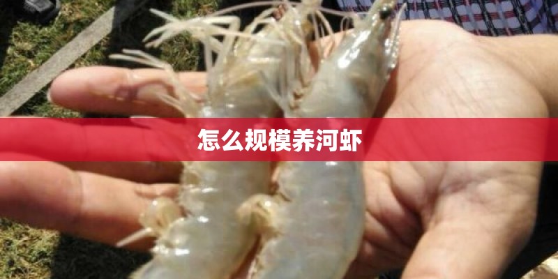 怎么规模养河虾