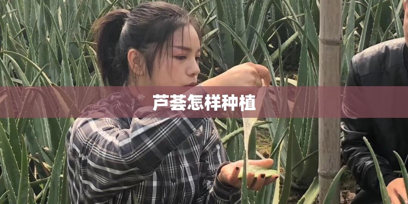 芦荟怎样种植
