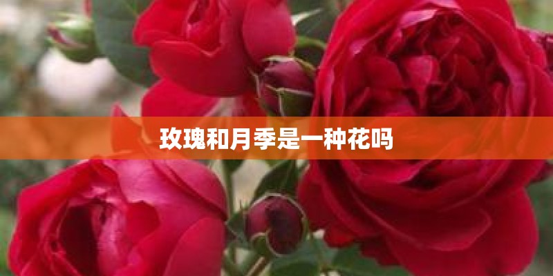 玫瑰和月季是一种花吗