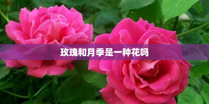 玫瑰和月季是一种花吗