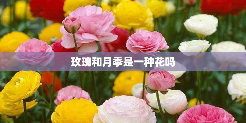 玫瑰和月季是一种花吗