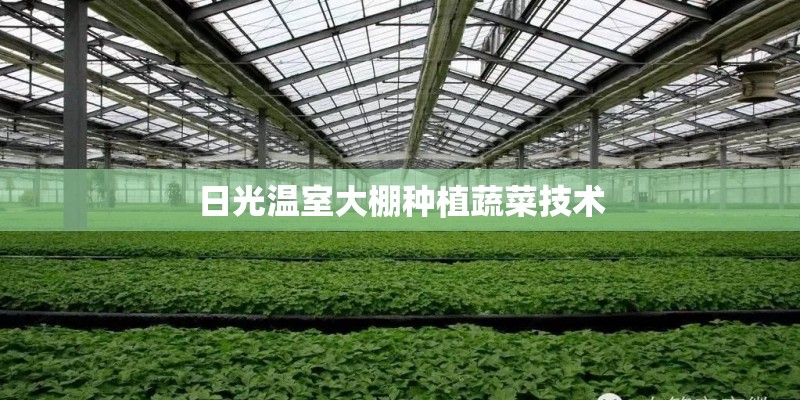 日光温室大棚种植蔬菜技术