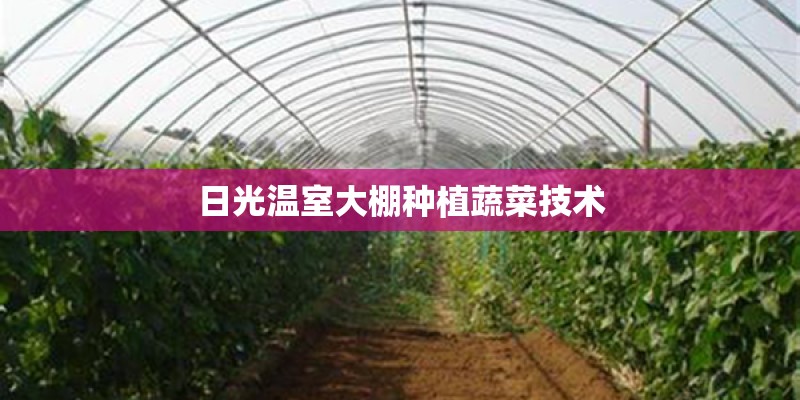 日光温室大棚种植蔬菜技术