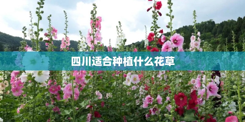 四川适合种植什么花草