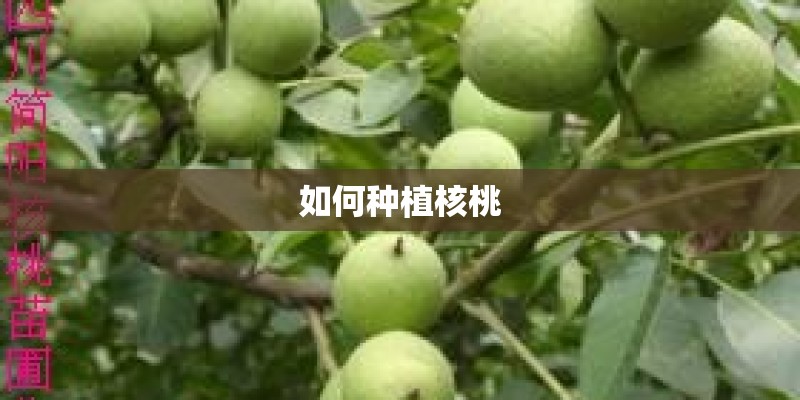 如何种植核桃