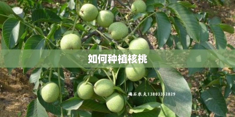 如何种植核桃