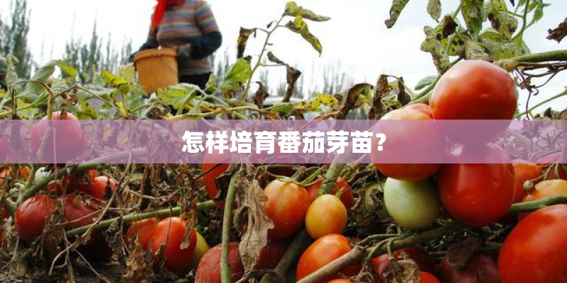 怎样培育番茄芽苗? 怎样培育番茄芽苗?