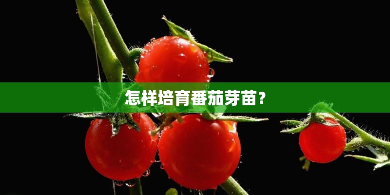 怎样培育番茄芽苗? 怎样培育番茄芽苗?