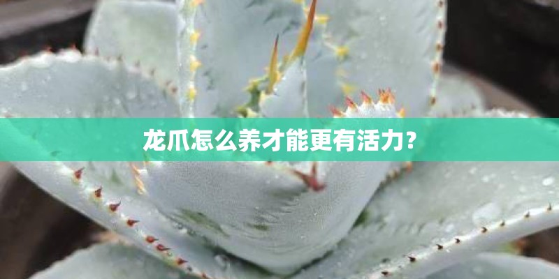 龙爪怎么养才能更有活力？