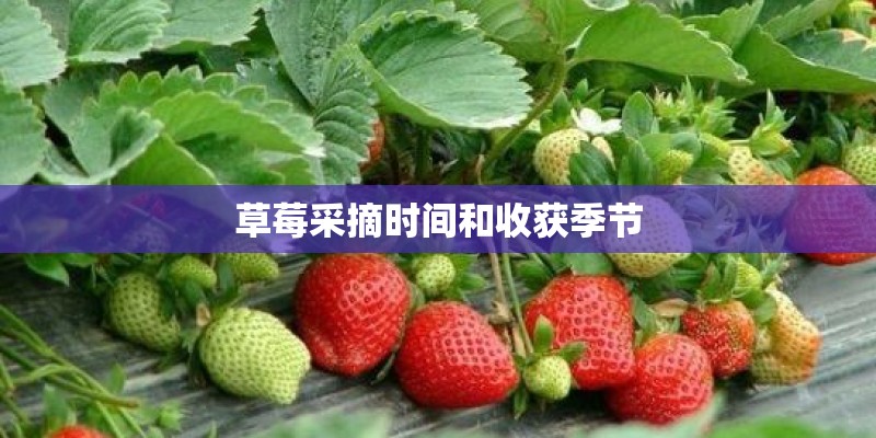 草莓采摘时间和收获季节 草莓采摘时间和收获季节