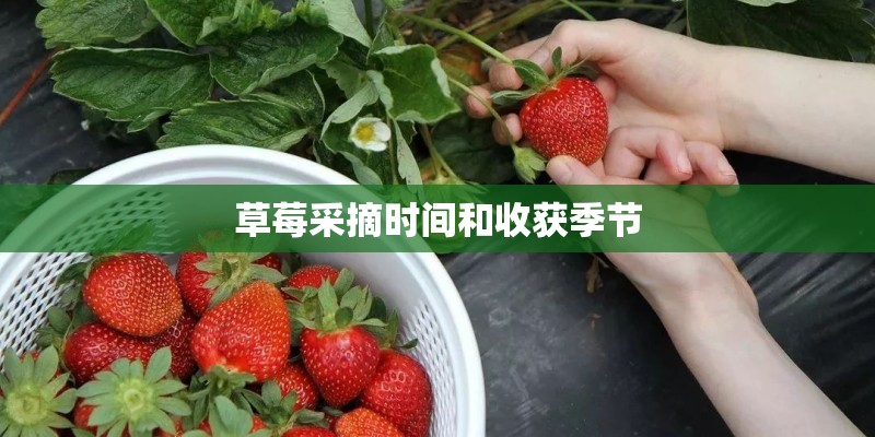 草莓采摘时间和收获季节 草莓采摘时间和收获季节