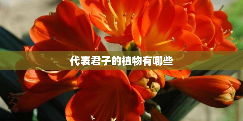 代表君子的植物有哪些