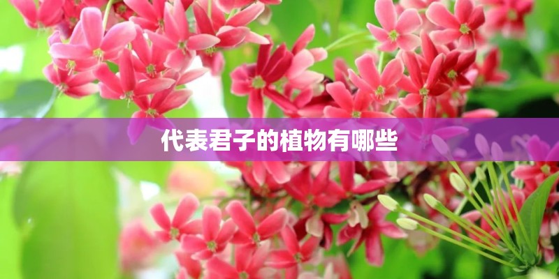代表君子的植物有哪些