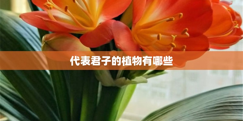 代表君子的植物有哪些