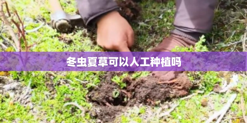 冬虫夏草可以人工种植吗