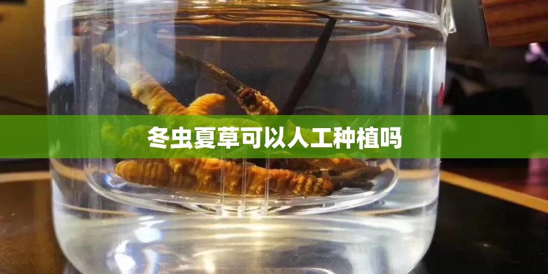 冬虫夏草可以人工种植吗