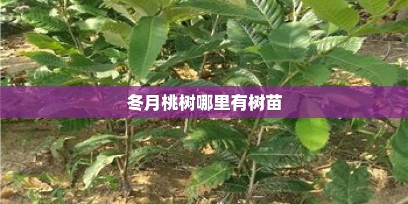 冬月桃树哪里有树苗