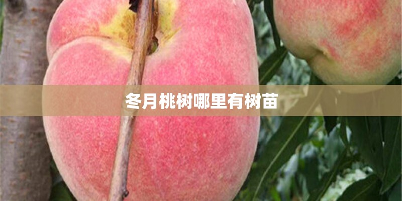 冬月桃树哪里有树苗
