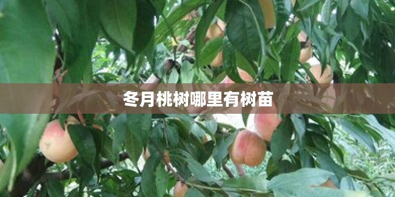 冬月桃树哪里有树苗