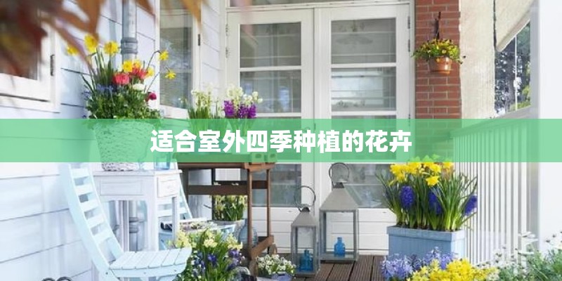 适合室外四季种植的花卉