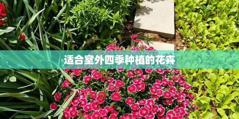 适合室外四季种植的花卉