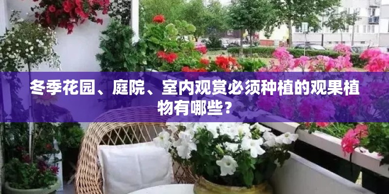 冬季花园、庭院、室内观赏必须种植的观果植物有哪些？
