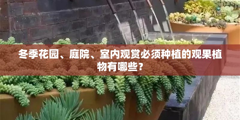 冬季花园、庭院、室内观赏必须种植的观果植物有哪些？