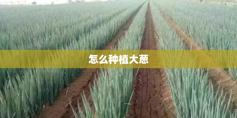 怎么种植大葱 怎么种植大葱