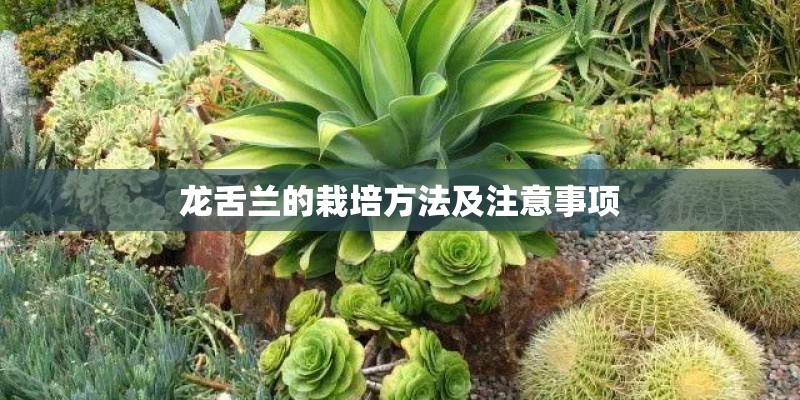 龙舌兰的栽培方法及注意事项