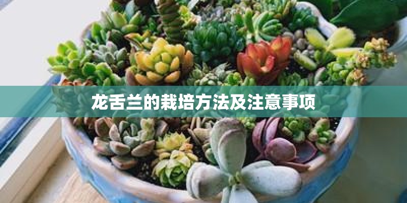龙舌兰的栽培方法及注意事项