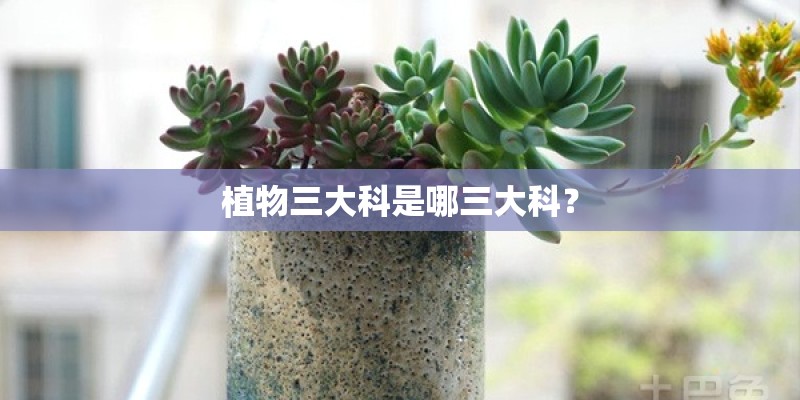 植物三大科是哪三大科？
