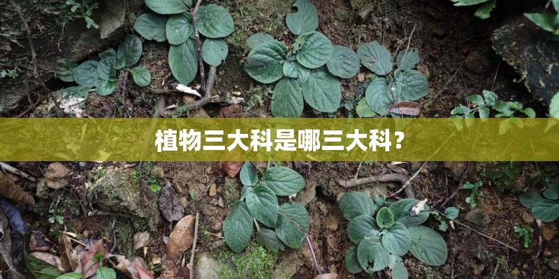 植物三大科是哪三大科？