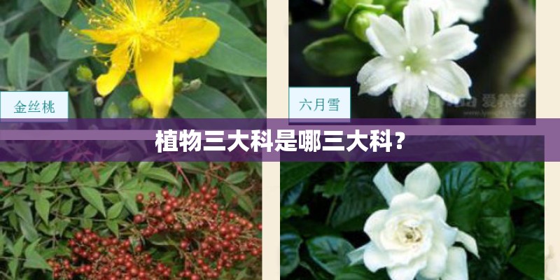 植物三大科是哪三大科？