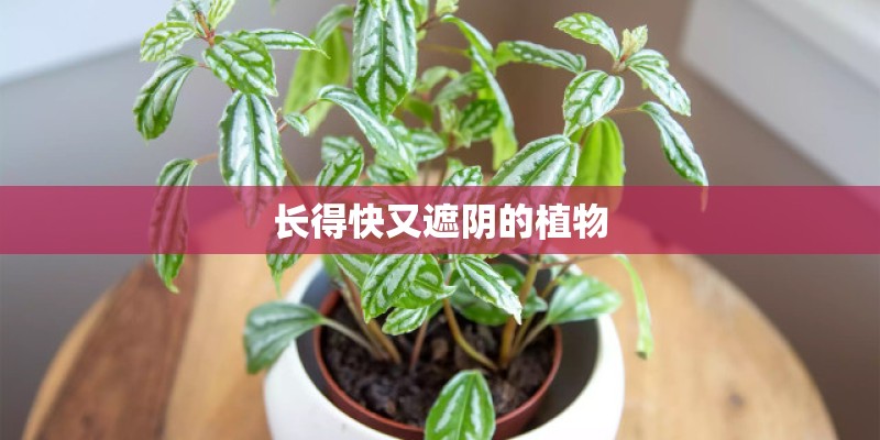 长得快又遮阴的植物