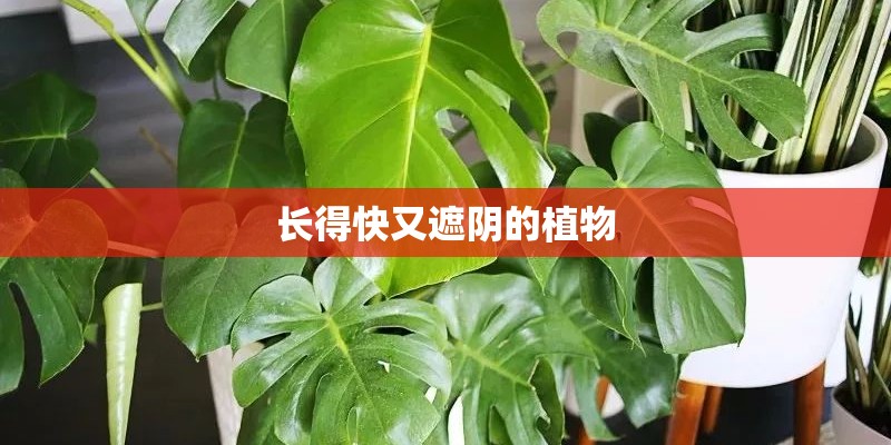 长得快又遮阴的植物