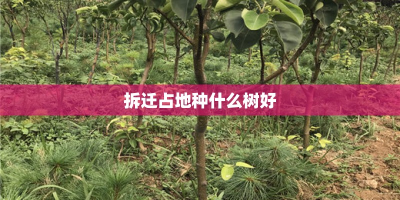 拆迁占地种什么树好