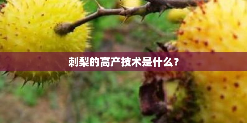 刺梨的高产技术是什么？