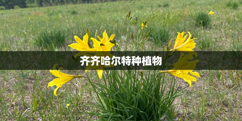 齐齐哈尔特种植物