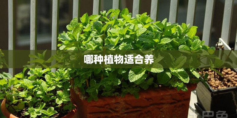 哪种植物适合养