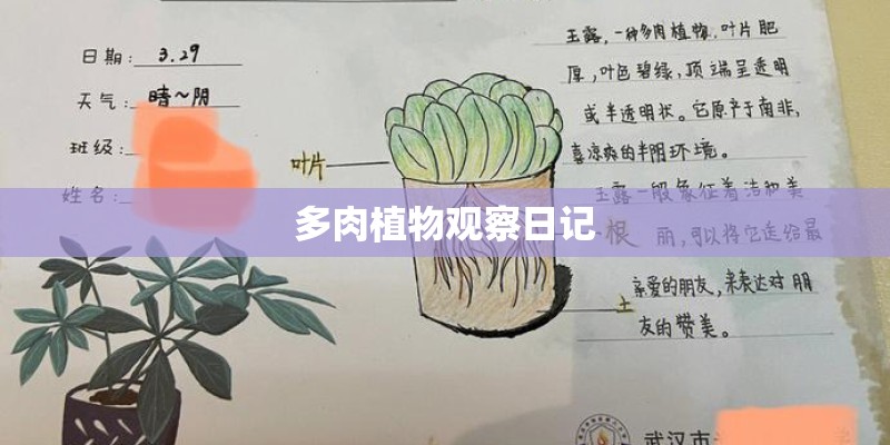 多肉植物观察日记