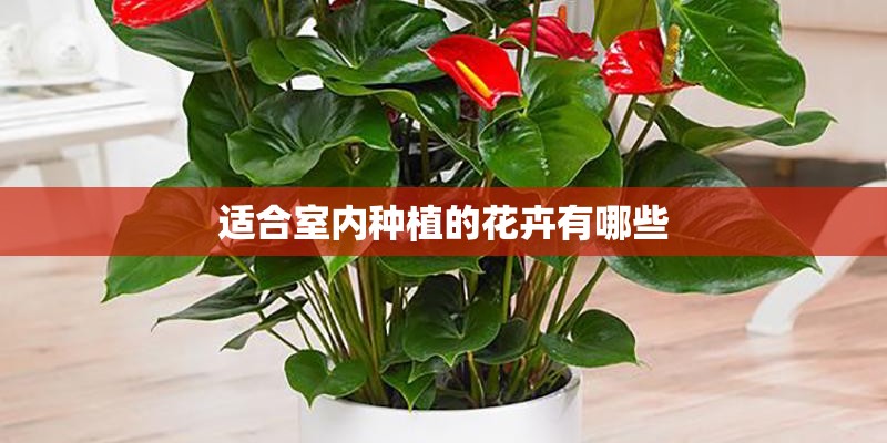 适合室内种植的花卉有哪些